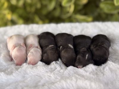 Cute little part Netherland dwarf baby bunny rabbits for sale!