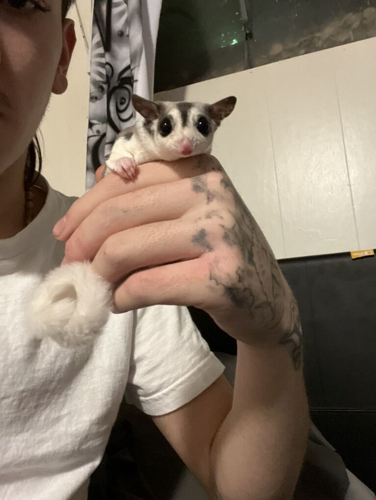 Female And Male Surgar Gliders