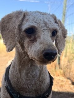 Male Poodle