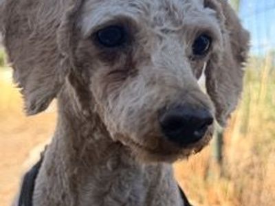 Male Poodle