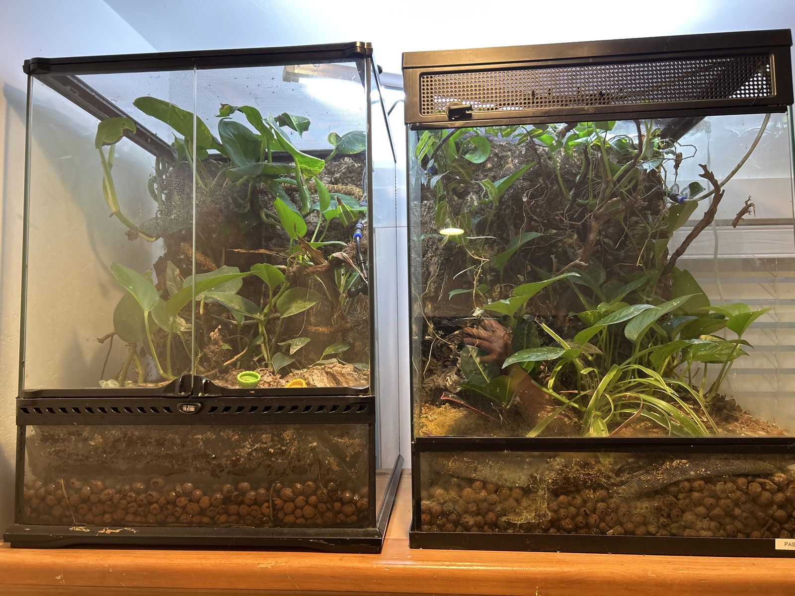 Exo Terra Glass Terrariums - 2 large Bioactive Setup, Optimal Reptile/Amphibian Habitat