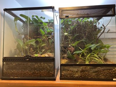 Exo Terra Glass Terrariums - 2 large Bioactive Setup, Optimal Reptile/Amphibian Habitat