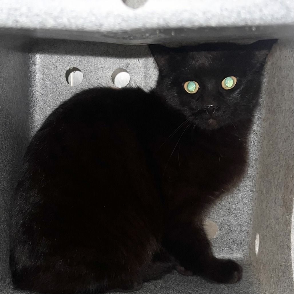 Hello my name is Crowley