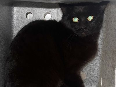 Hello my name is Crowley