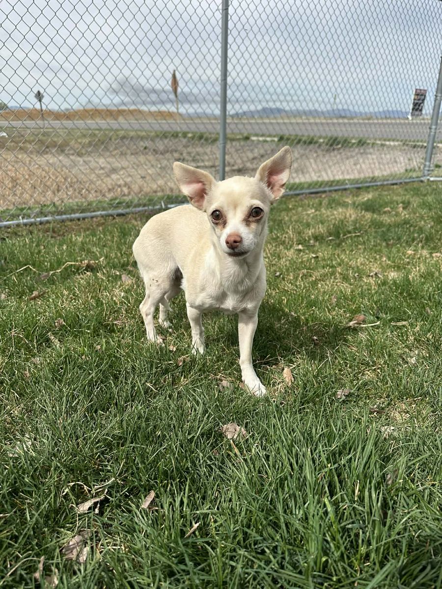 Found Dog: Help Us Reunite with Owner! Brigham City Animal Shelter!
