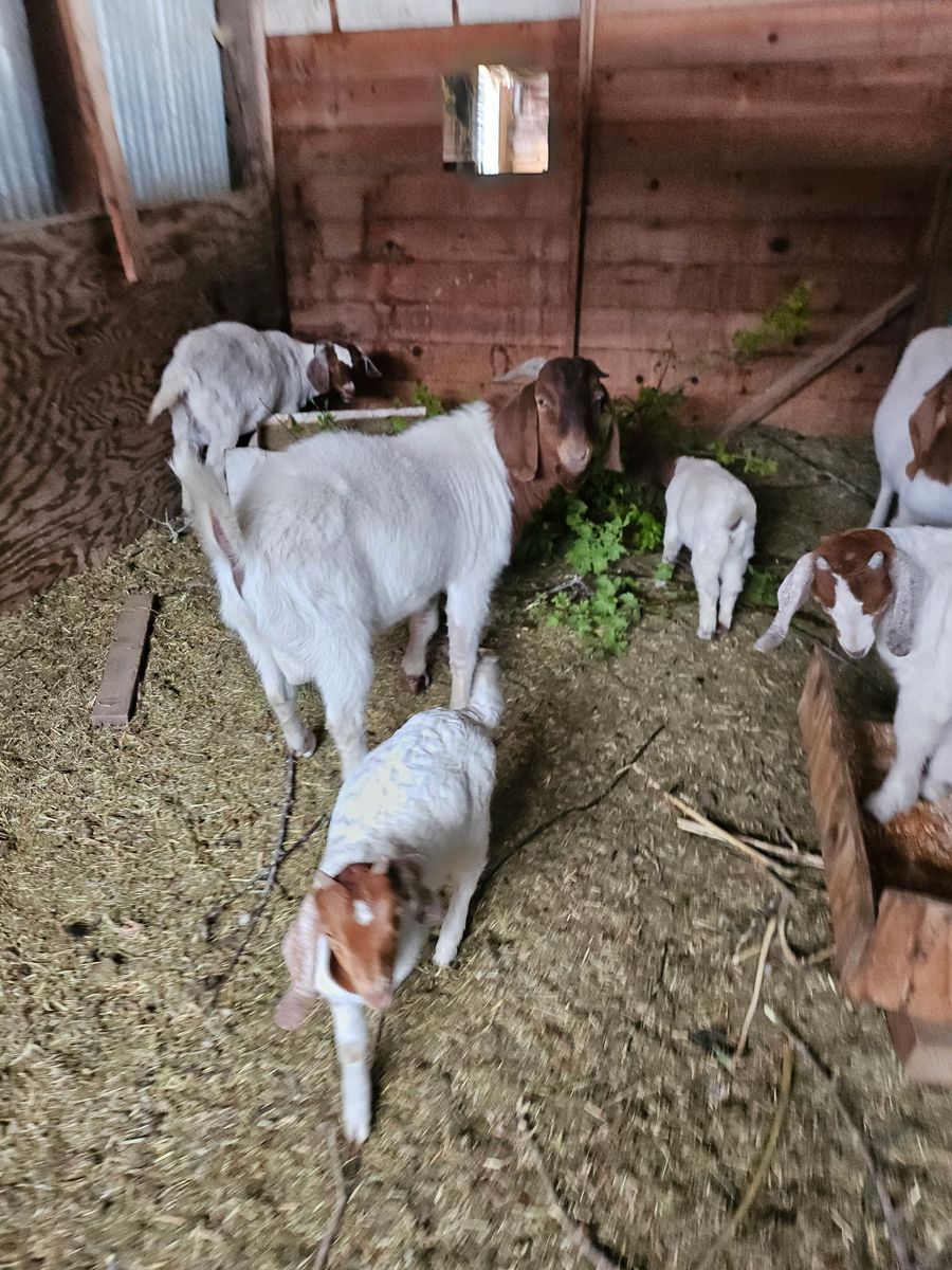Young Goats for Sale: 2 Males, 2 Females
