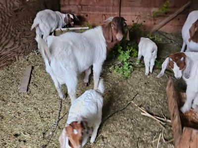 Young Goats for Sale: 2 Males, 2 Females