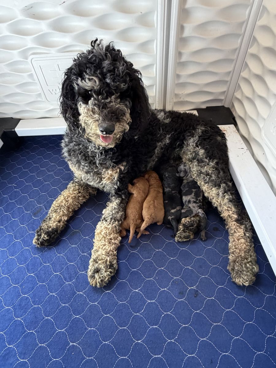 AKC registered Moyen poodles