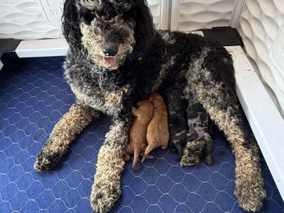 AKC registered Moyen poodles