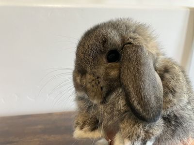 Chunky Holland Lop Buck