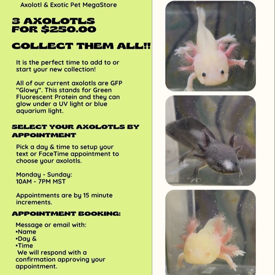 Axolotls 3 For $250!!