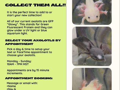 Axolotls 3 For $250!!