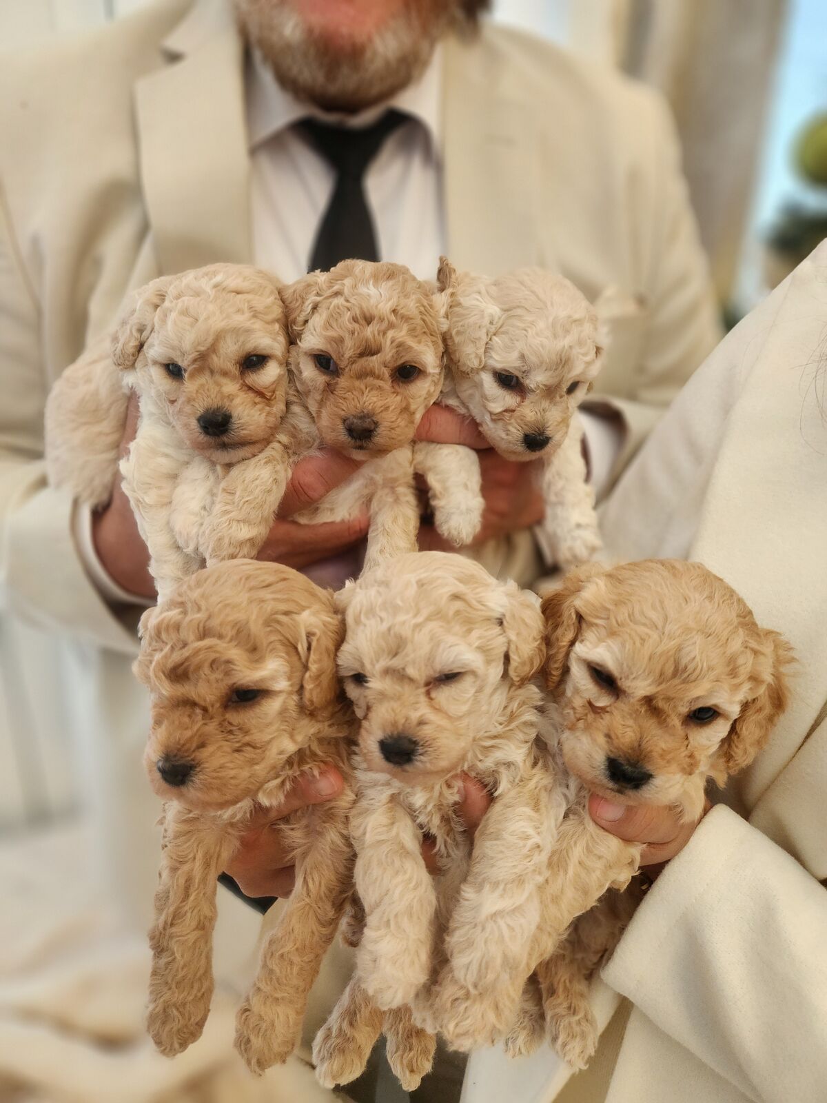 Beautiful Cavapoo puppies. READY NOW. BEST PRICE IN TOWN