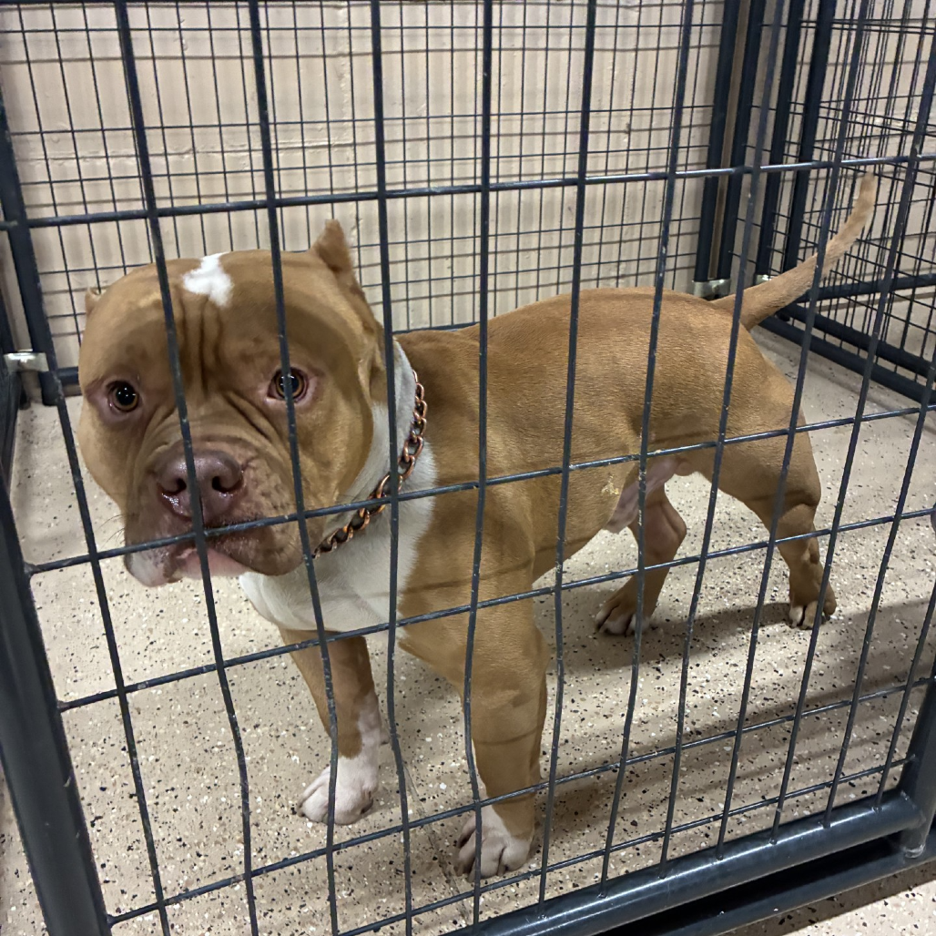 Hello my name is Barnet