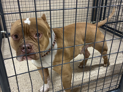 Hello my name is Barnet