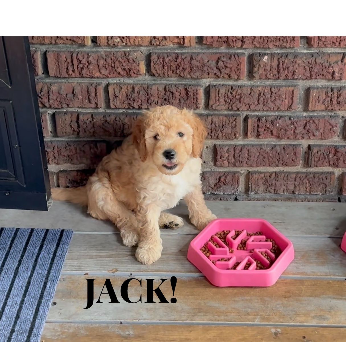 SO HANDSOME! Male F2B Mini GoldenDoodle Puppies! READY NOW! :)
