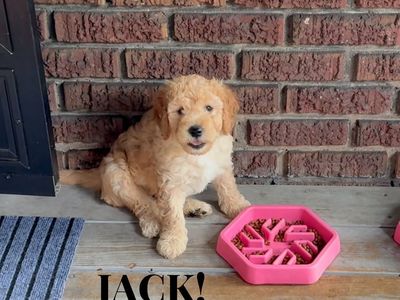 SO HANDSOME! Male F2B Mini GoldenDoodle Puppies! READY NOW! :)