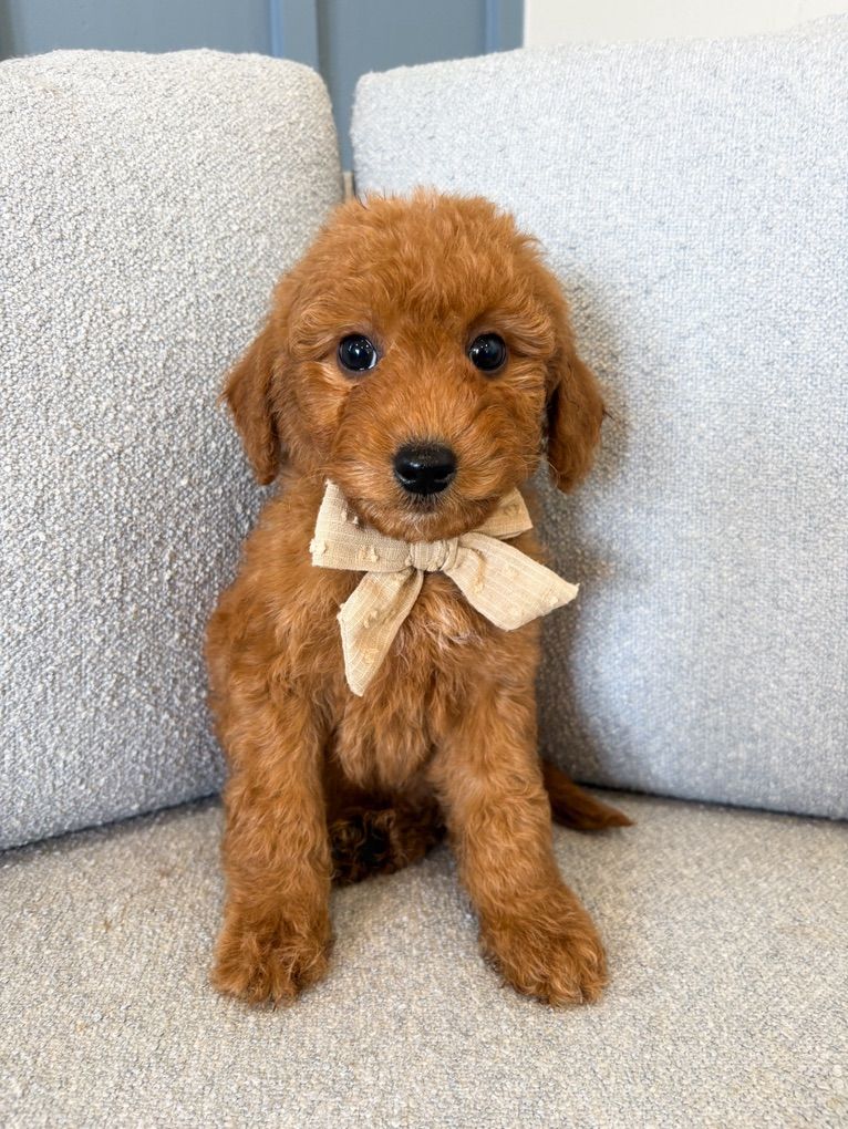 Petite Goldendoodle- THERAPY and FAMILY PUPPY