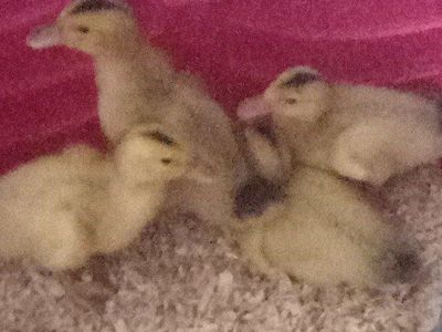 silver appleyard duckling