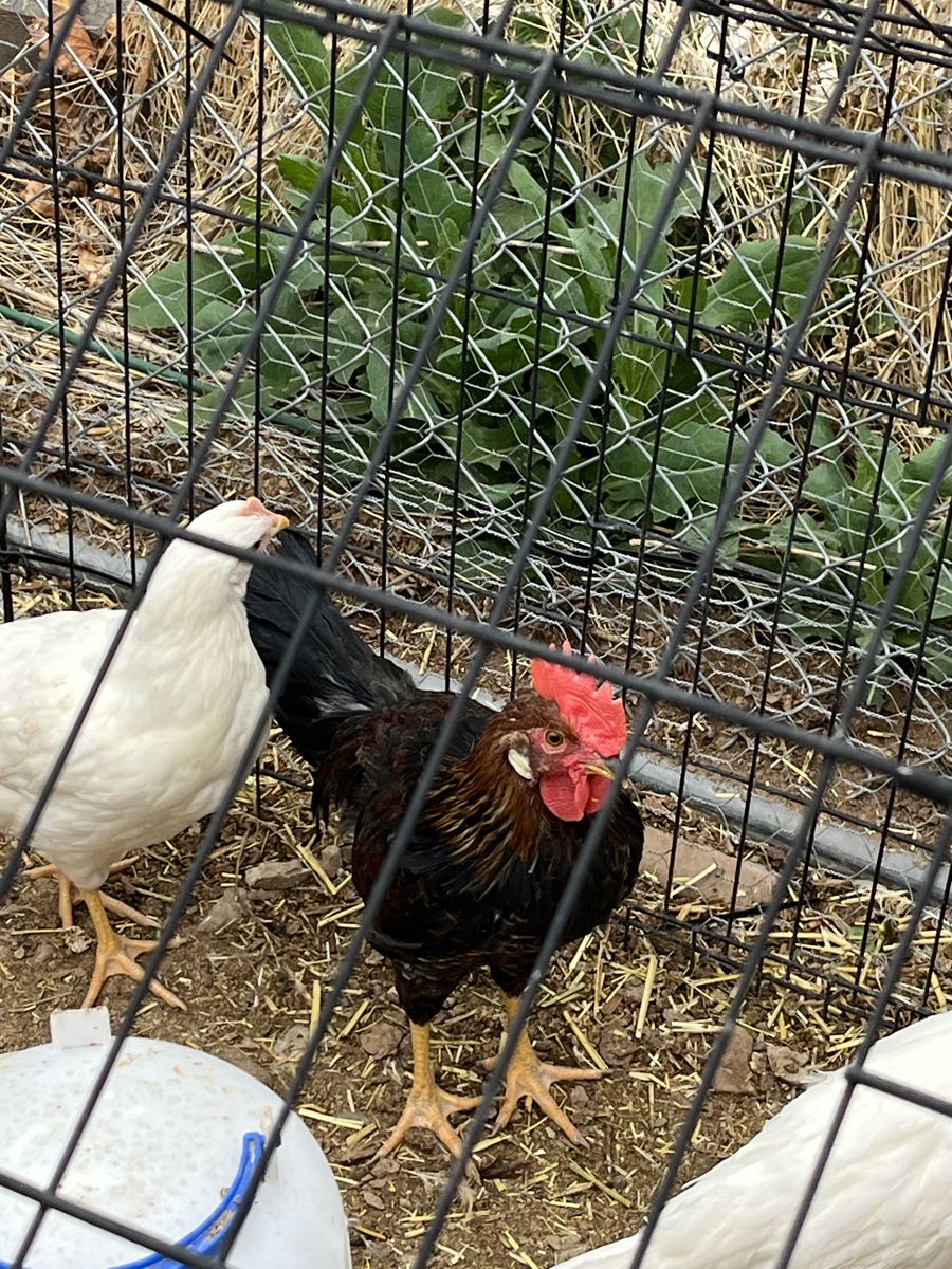 Free Brown Leghorn Rooster