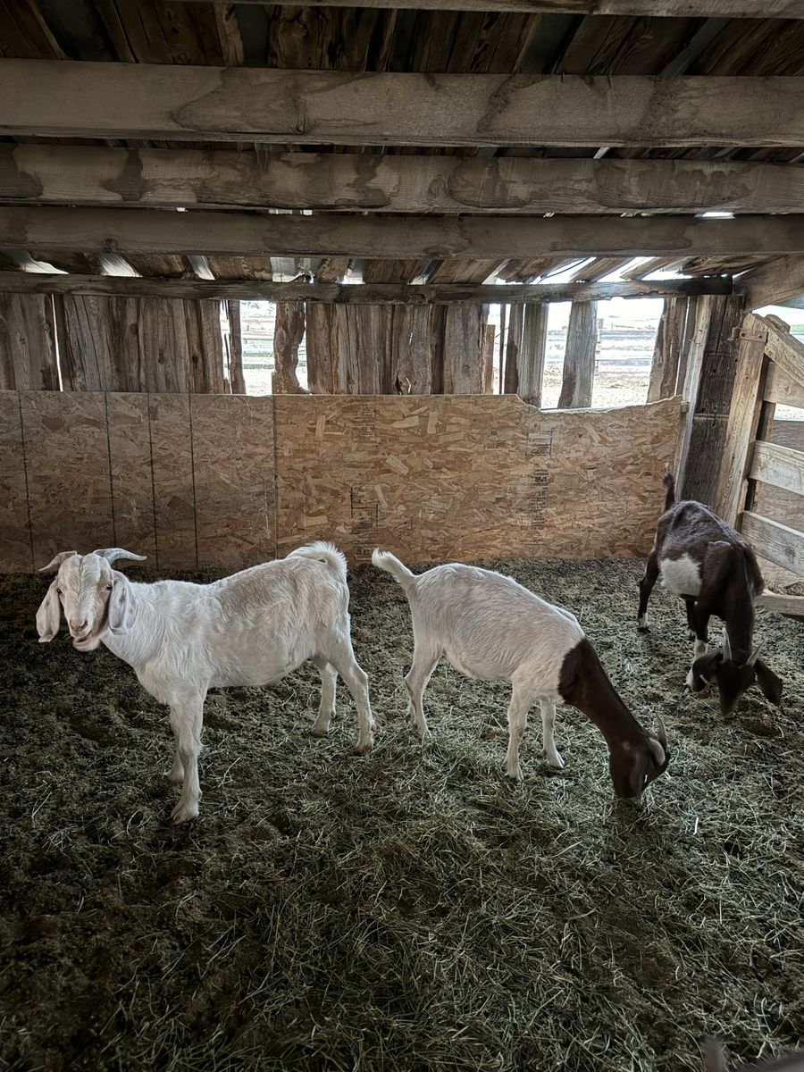 Small Boer Herd 