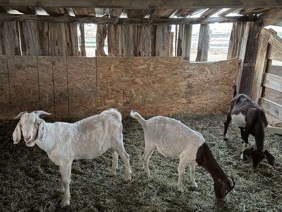 Small Boer Herd