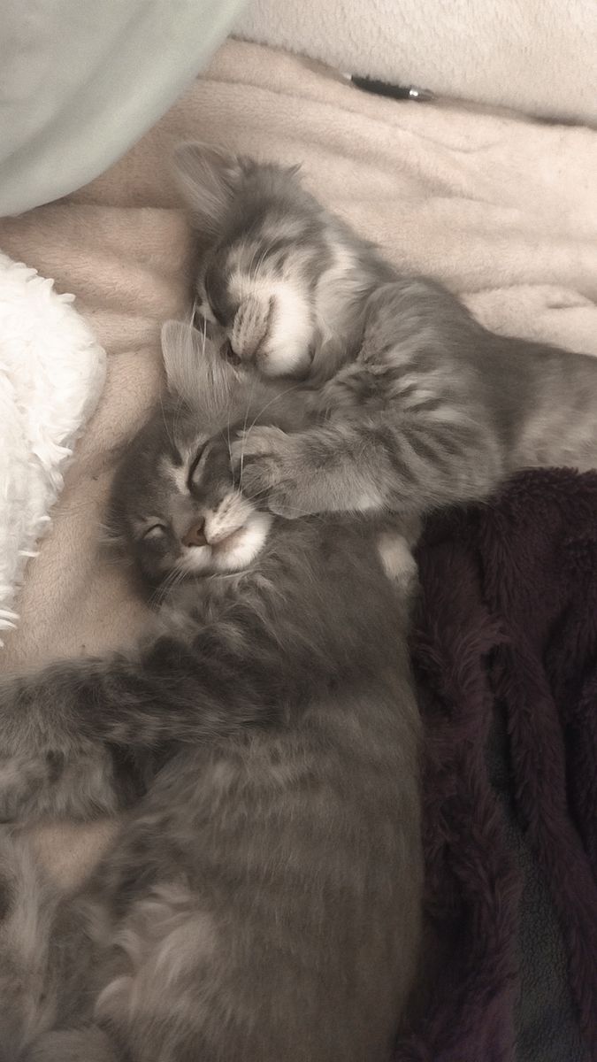 2 grey tabby kittens male and female pair 