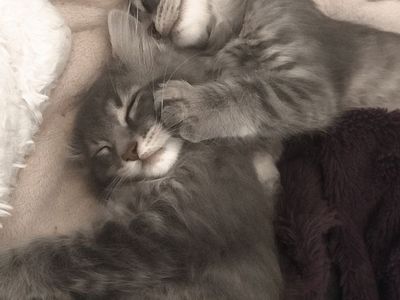 2 grey tabby kittens male and female pair