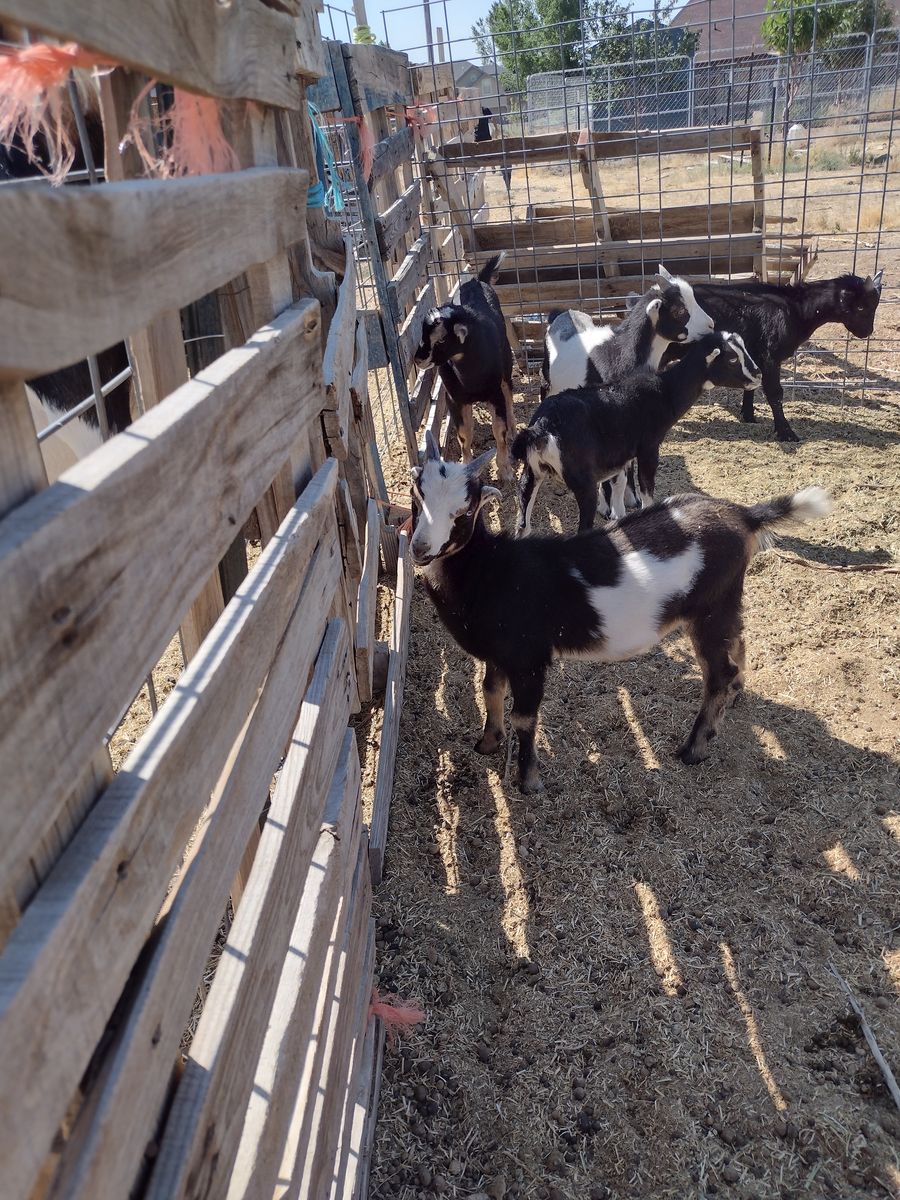 Mini Lamancha/Oberhasli Wethers $50 ea.
