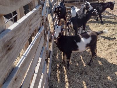 Mini Lamancha/Oberhasli Wethers $50 ea.