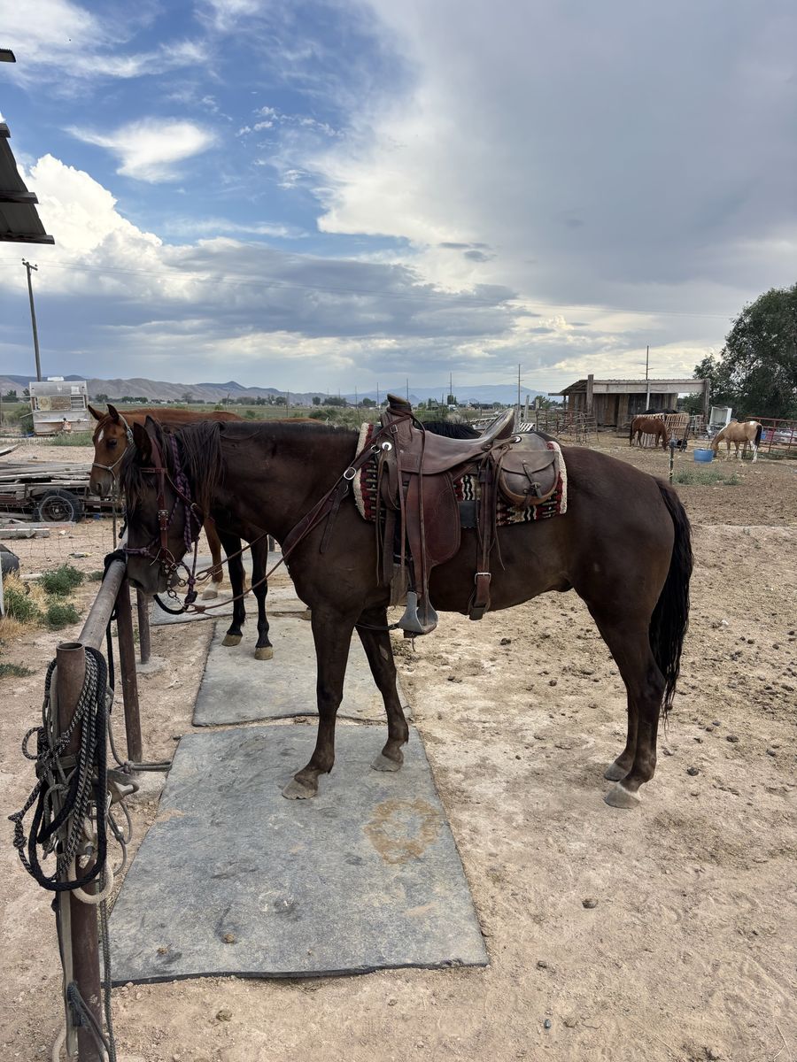 5 year old Foxtrotter Gelding