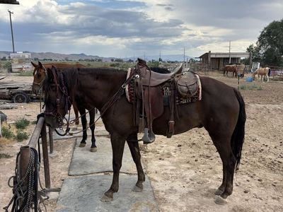 5 year old Foxtrotter Gelding