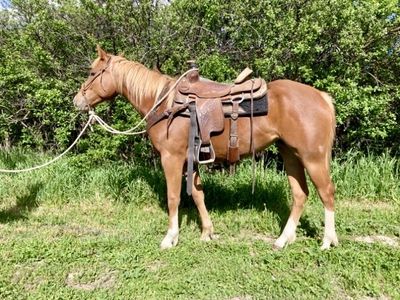 2024 Started Quarter Horse Filly
