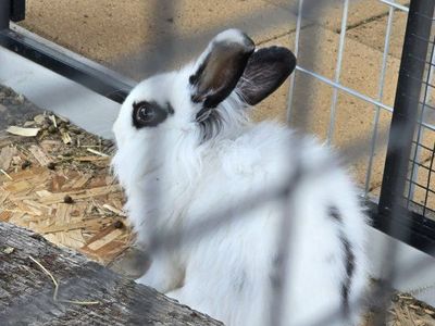 4 month old lion head mix female
