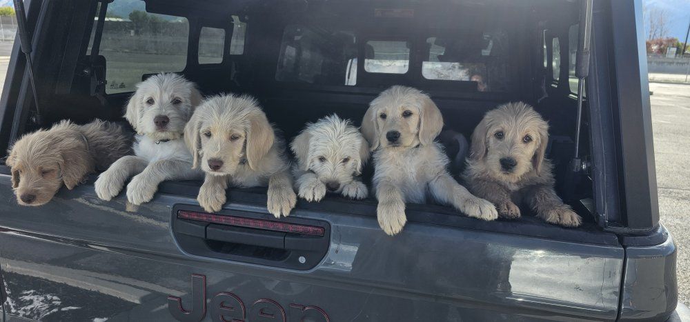 Lab/Labradoodle Puppies