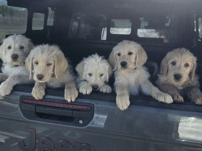Lab/Labradoodle Puppies