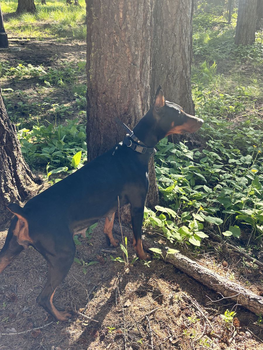 Doberman Puppies 