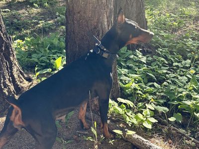 Doberman Puppies