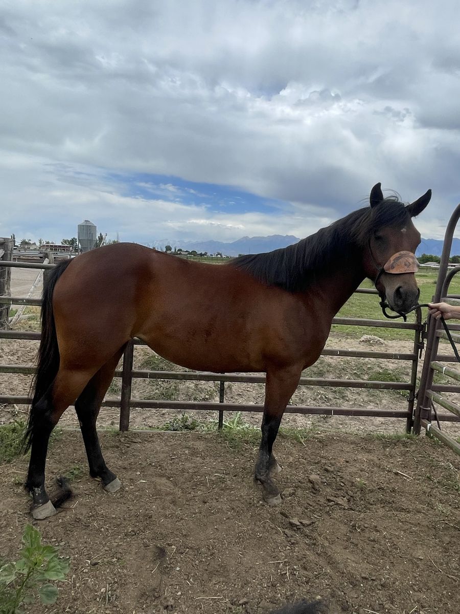 3 year old aqha mare