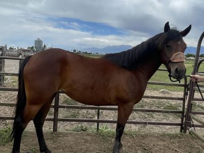 3 year old aqha mare