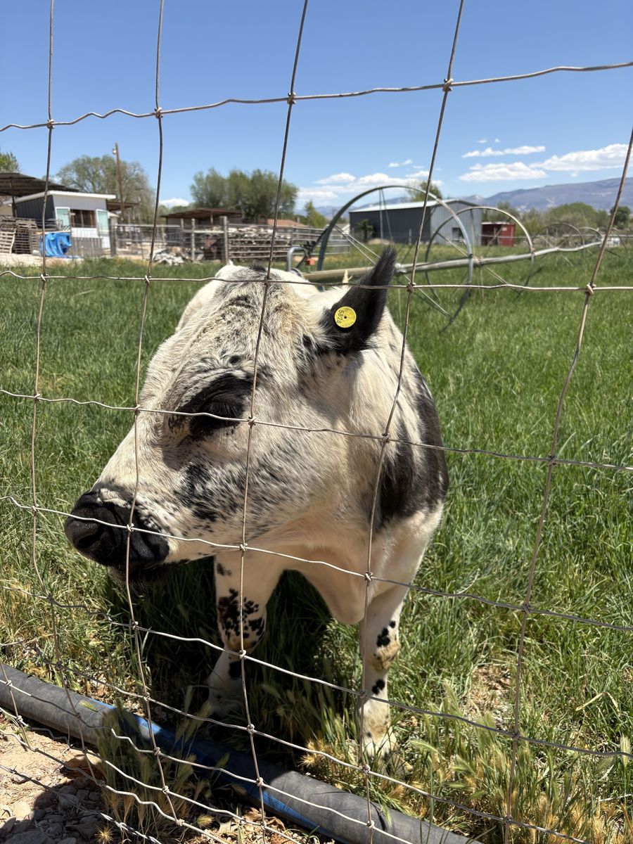 Mini Cow Belted Galloway British White Cross Bull