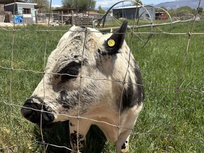 Mini Cow Belted Galloway British White Cross Bull