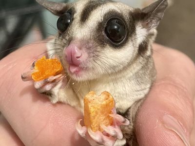 Lovable Female Sugar Glider