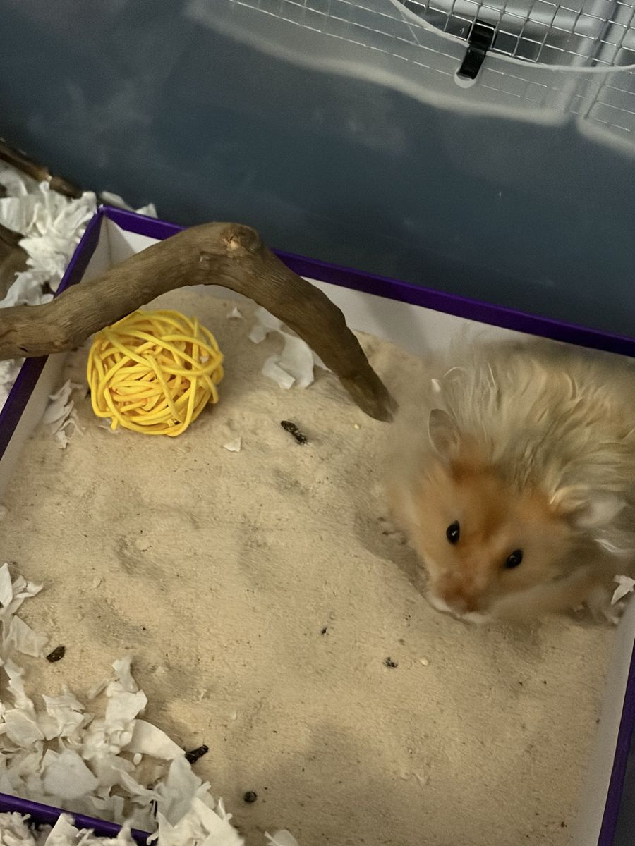 Long haired Syrian hamster. (Butterscotch)