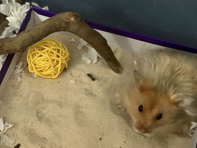 Long haired Syrian hamster. (Butterscotch)