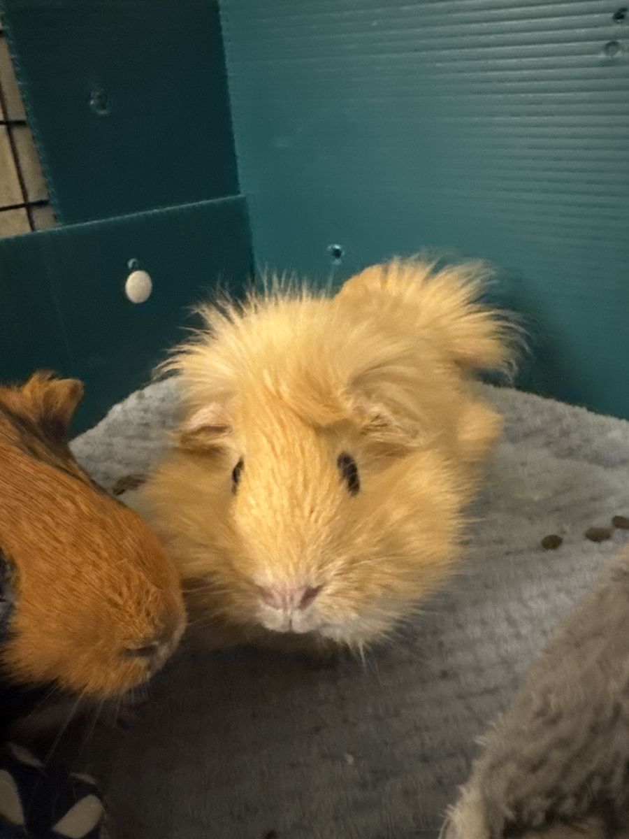 Sheba Mini Yak Guinea Pig
