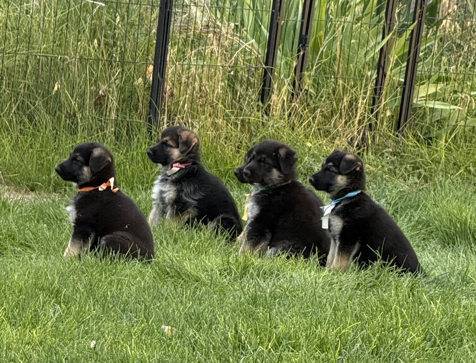 AKC German Shepherds