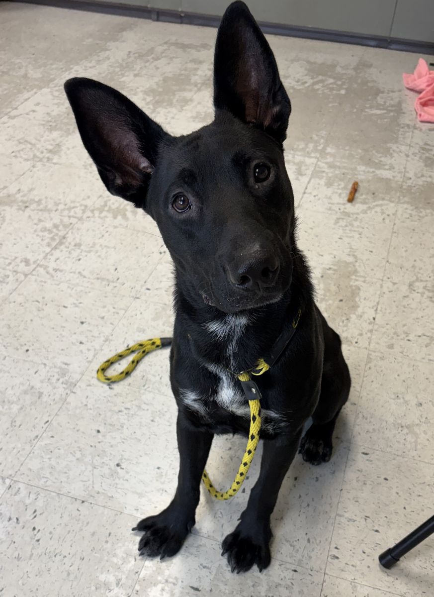 A165474 Argos is Available for Adoption!
