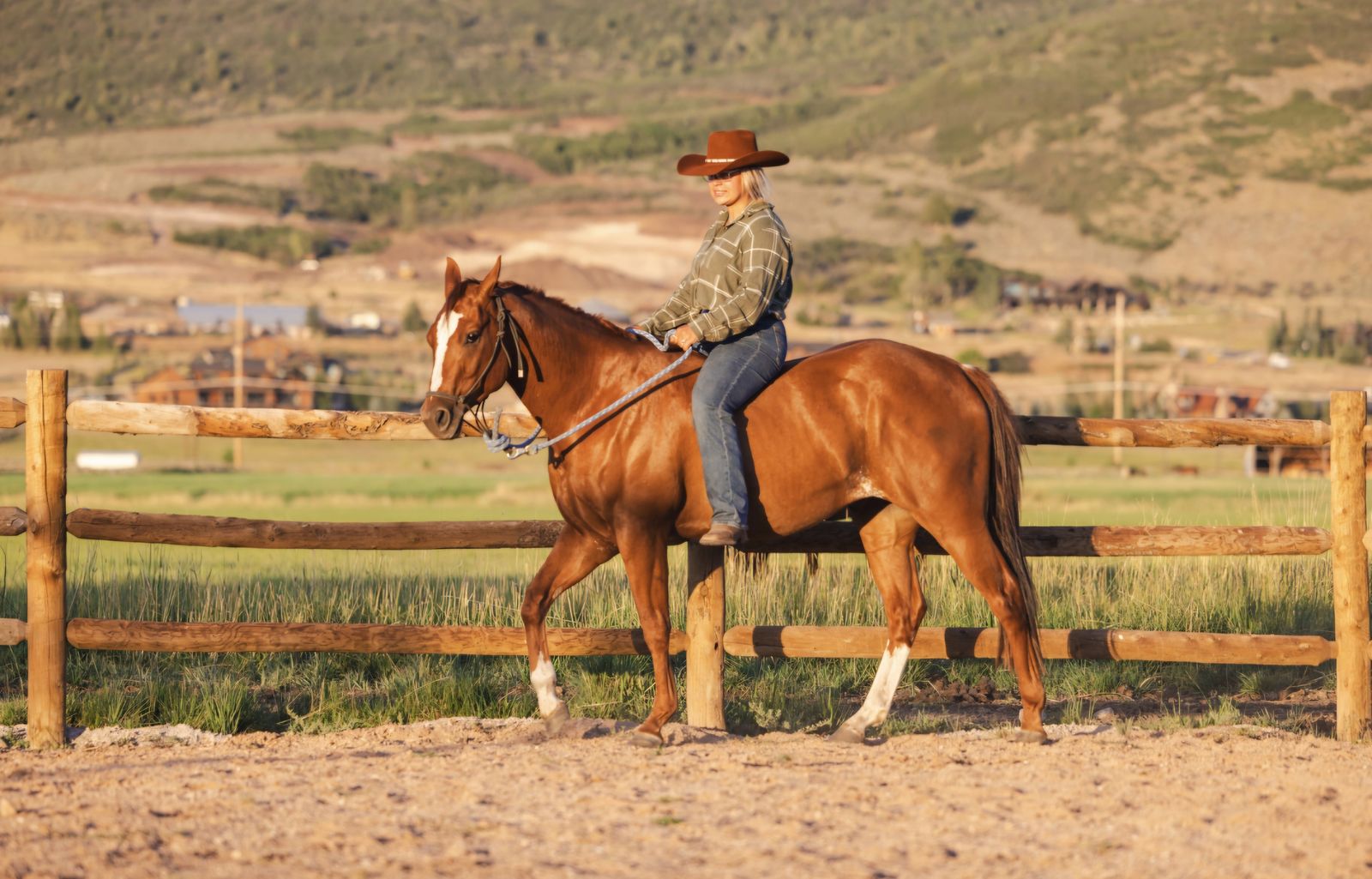 3 year old gelding