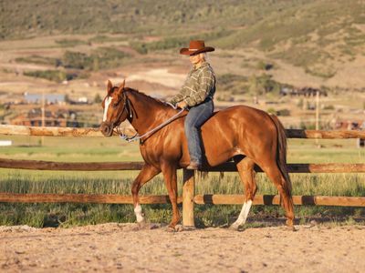 3 year old gelding